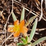 Portulaca massaica