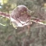 × Hesperotropsis leylandii Fruit