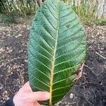 Rhododendron sinogrande Liść