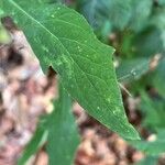 Prenanthes purpurea Leaf