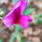 Lathyrus tingitanus Floare