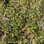 Alchemilla saxatilis Hábito