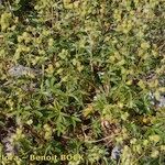 Alchemilla saxatilis Habit