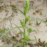 Corispermum pallasii ശീലം