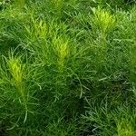 Eupatorium capillifolium Blatt