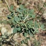 Cytisus spinosus Leaf