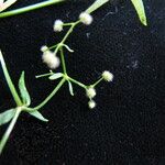 Galium hirtiflorum Habit