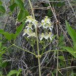 Clematis ligusticifolia Хабит