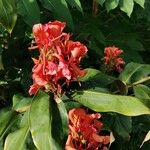 Hedychium greenii Flor