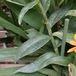 Epidendrum radicans Foglia