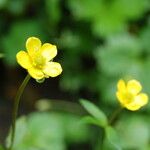 Ranunculus adoxifolius आदत