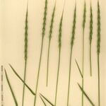 Aegilops ventricosa Mosusu