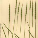 Aegilops ventricosa Anders