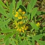 Melilotus sulcatus Flower