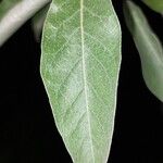 Elaeagnus angustifolia Deilen