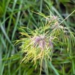 Poa bulbosa Likasa
