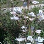 Penstemon laxiflorus Habit