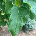 Acer tataricumFolha