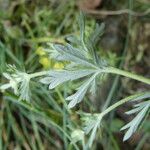 Potentilla argentea Liść