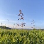 Poa pratensis Delienn