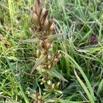 Gentianella amarella Leaf