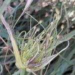 Allium oleraceum Fruit