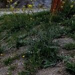 Erucastrum nasturtiifolium Habit