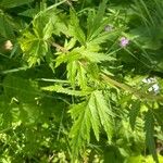 Achillea macrophylla Лист