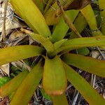 Aechmea blanchetiana Leaf