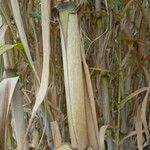 Arundo donax Bark