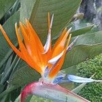 Strelitzia reginaeFloare