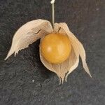 Physalis peruviana Φρούτο