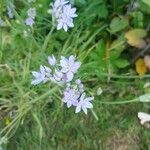 Allium unifolium Blüte