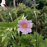 Anemone x hybrida 花