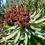 Euphorbia atropurpurea Cvet