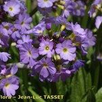 Primula auriculata Flor