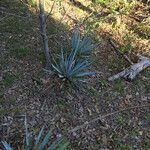 Yucca pallida Hábito