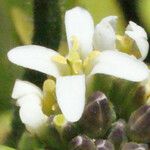 Arabis planisiliqua 花