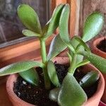 Crassula ovata叶