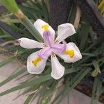 Dietes iridioides ফুল