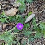 Geranium sanguineumFlower