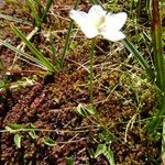 Parnassia palustris Staniste