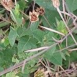 Xeranthemum cylindraceum Leaf