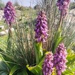 Himantoglossum robertianum Flower