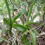 Epidendrum ciliare Fleur