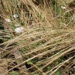 Festuca myuros Habitus