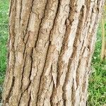 Populus deltoides Bark