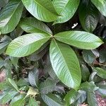 Syzygium malaccense ഇല