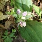 Galearis spectabilis Fleur
