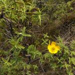 Hypericum lanceolatum Облик